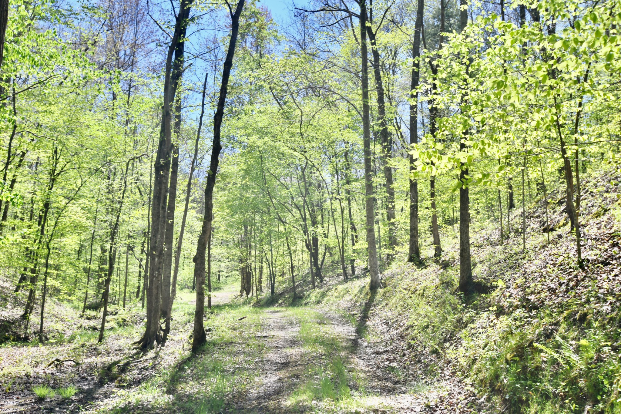 0 Cane Creek Road Hohenwald, TN 38462 - Photo 37 of 47 Gallery Image 37