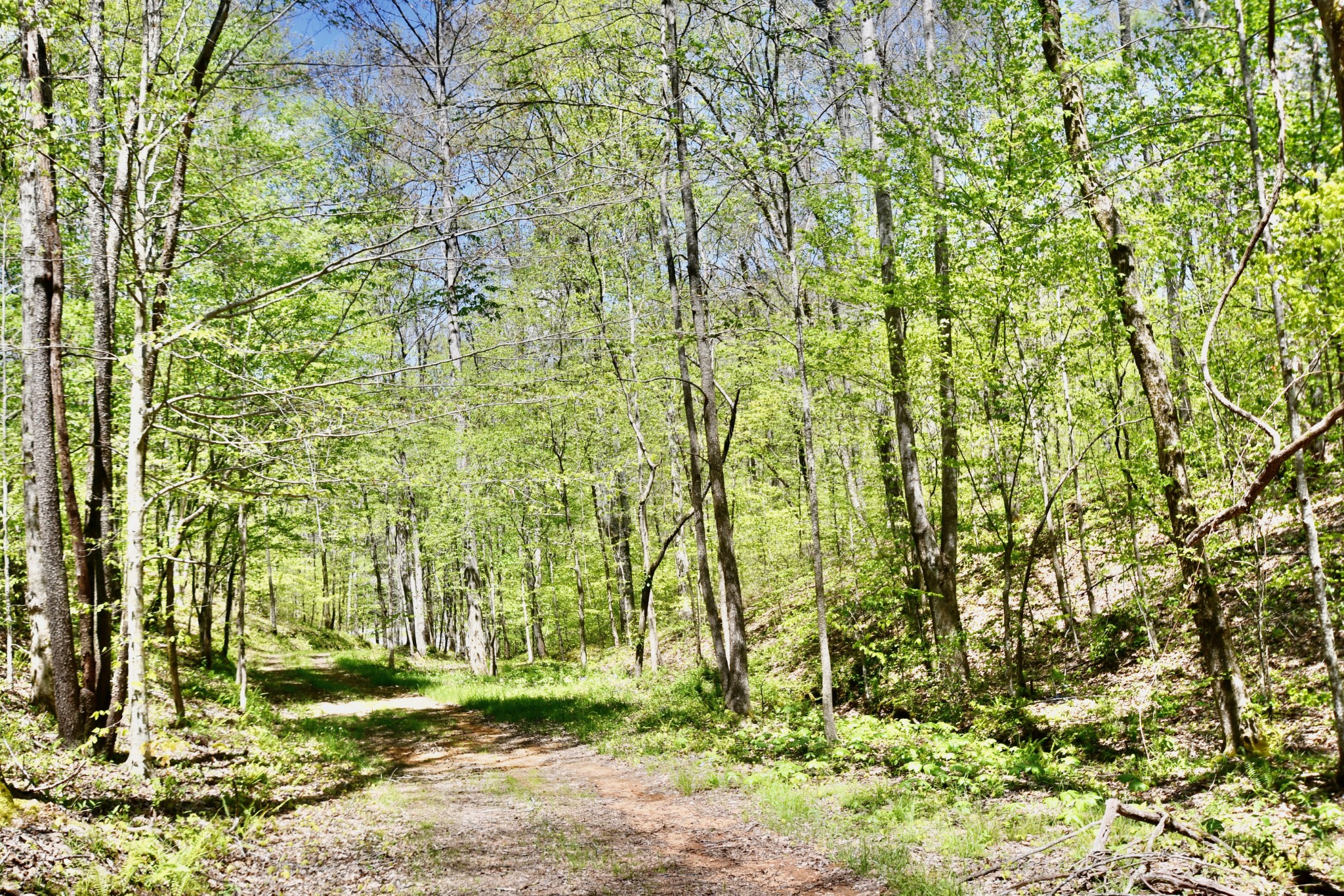 0 Cane Creek Road Hohenwald, TN 38462 - Photo 38 of 47 Gallery Image 38