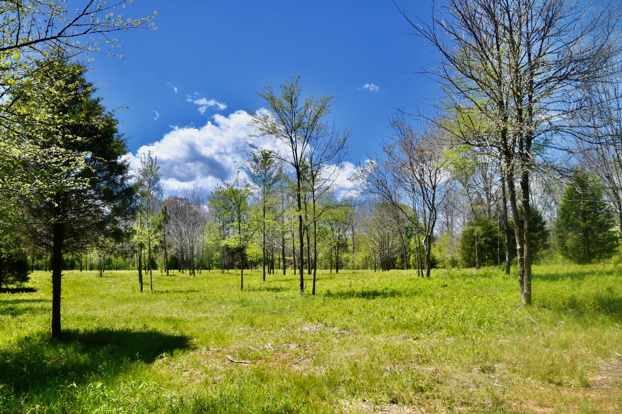 0 Cane Creek Road Hohenwald, TN 38462 - Photo 39 of 47 Gallery Image 39