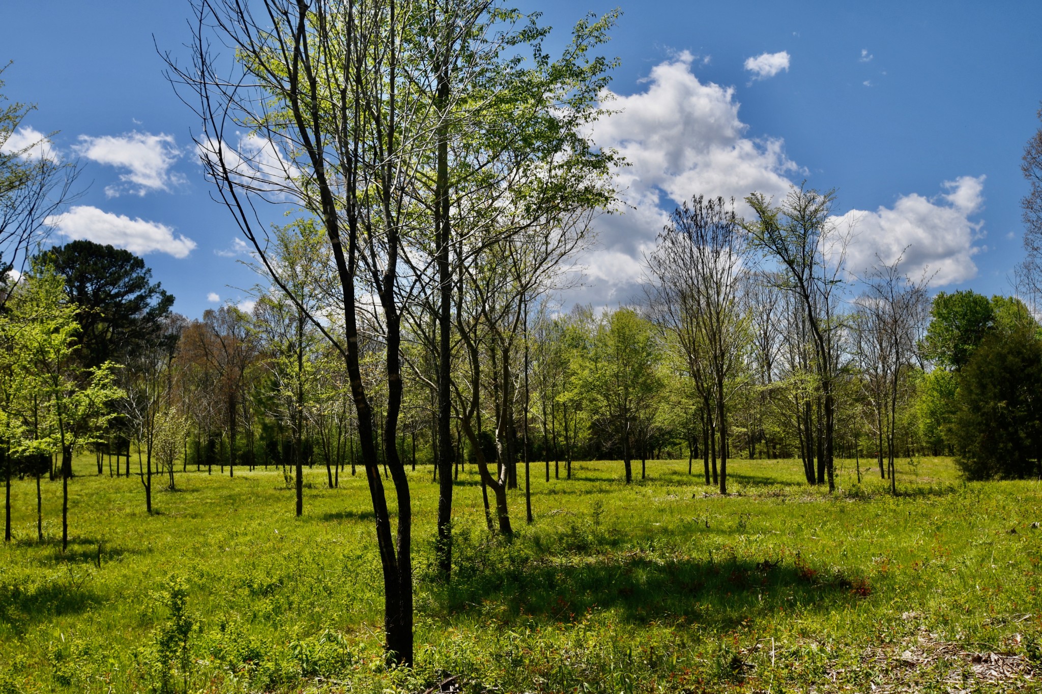 0 Cane Creek Road Hohenwald, TN 38462 - Photo 40 of 47 Gallery Image 40