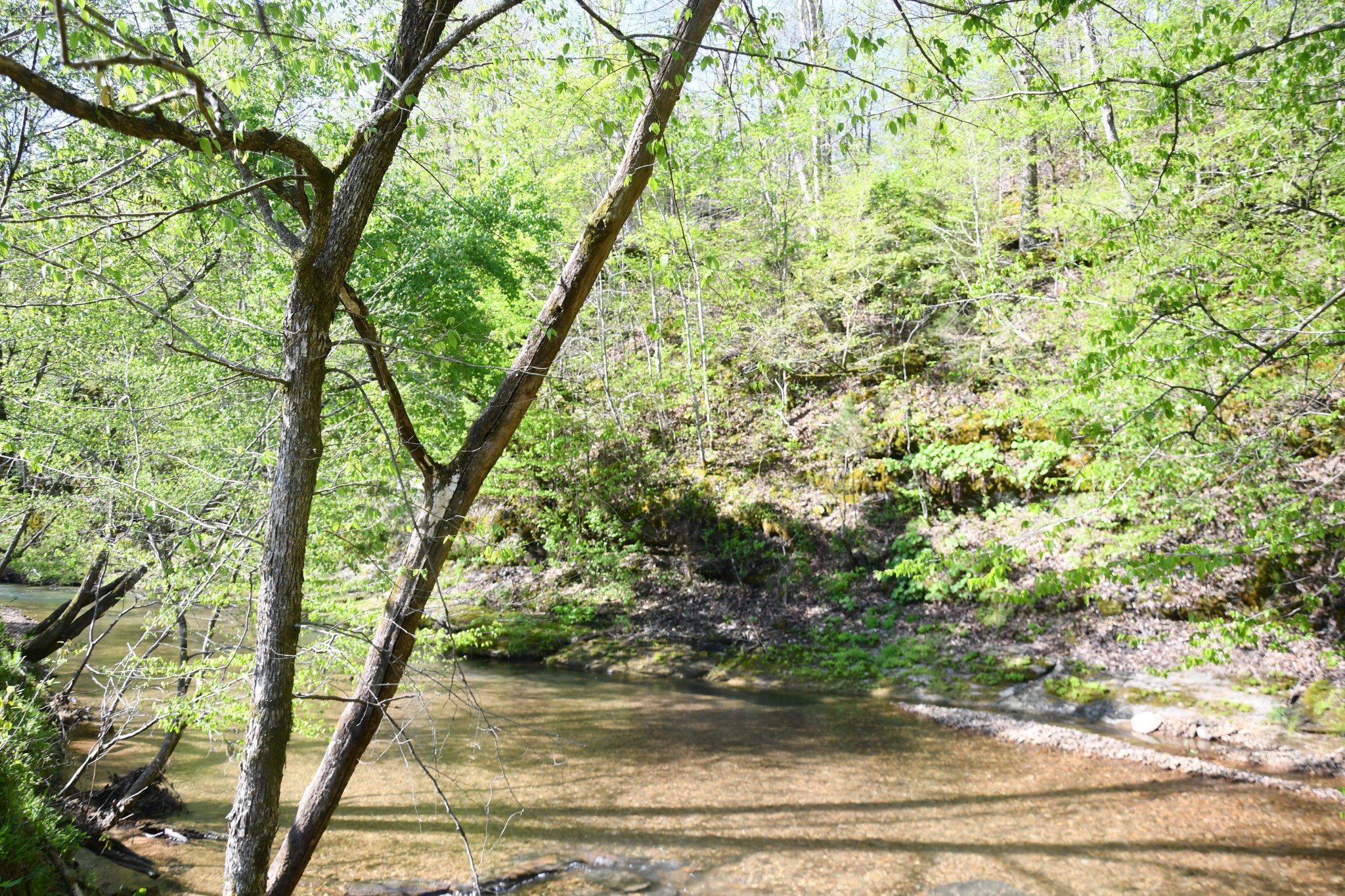 0 Cane Creek Road Hohenwald, TN 38462 - Photo 4 of 47 Gallery Image 4
