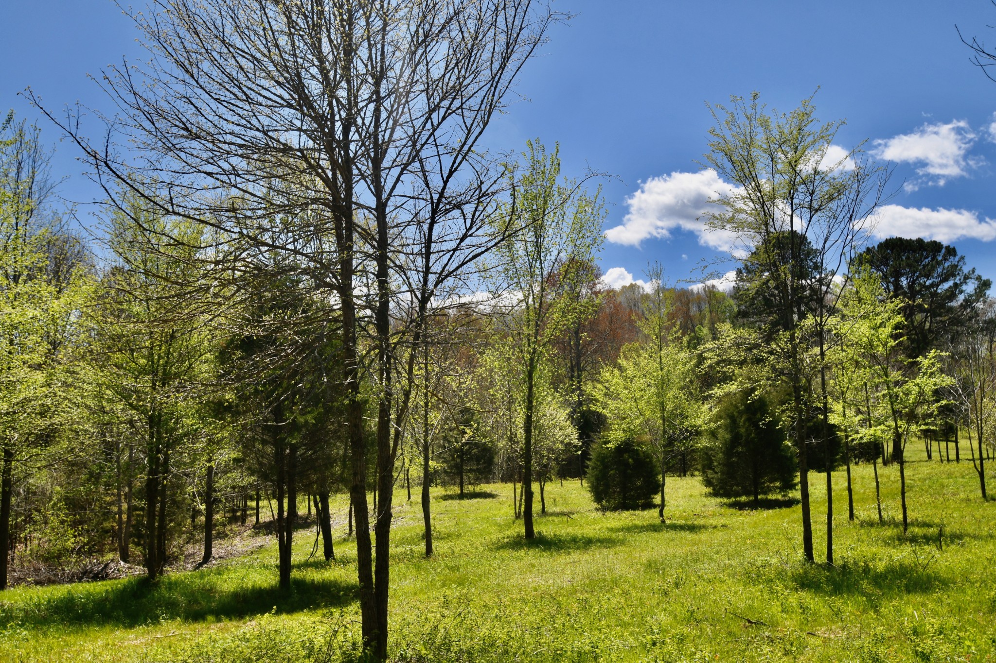 0 Cane Creek Road Hohenwald, TN 38462 - Photo 41 of 47 Gallery Image 41