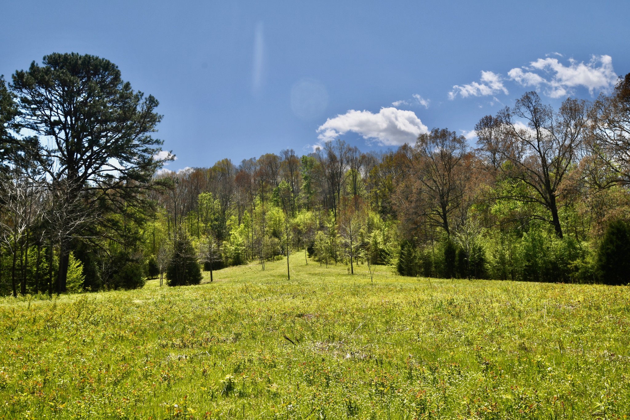 0 Cane Creek Road Hohenwald, TN 38462 - Photo 42 of 47 Gallery Image 42