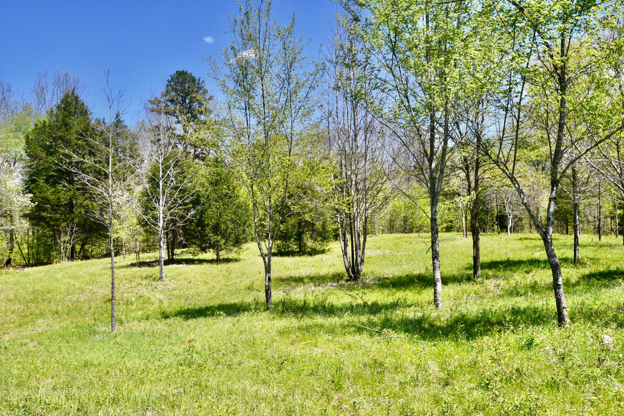 0 Cane Creek Road Hohenwald, TN 38462 - Photo 43 of 47 Gallery Image 43