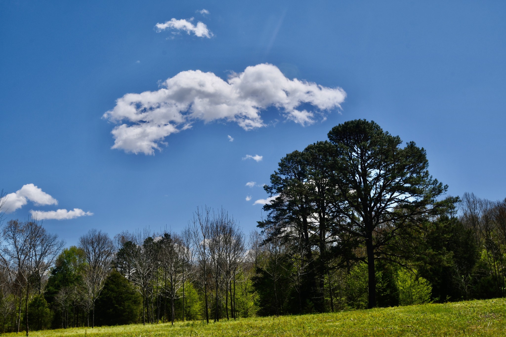 0 Cane Creek Road Hohenwald, TN 38462 - Photo 44 of 47 Gallery Image 44