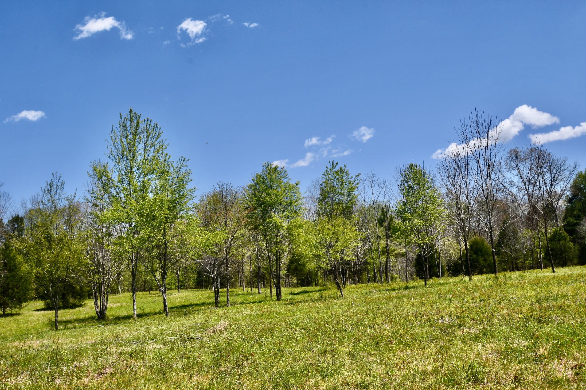 0 Cane Creek Road Hohenwald, TN 38462 - Photo 45 of 47 Gallery Image 45
