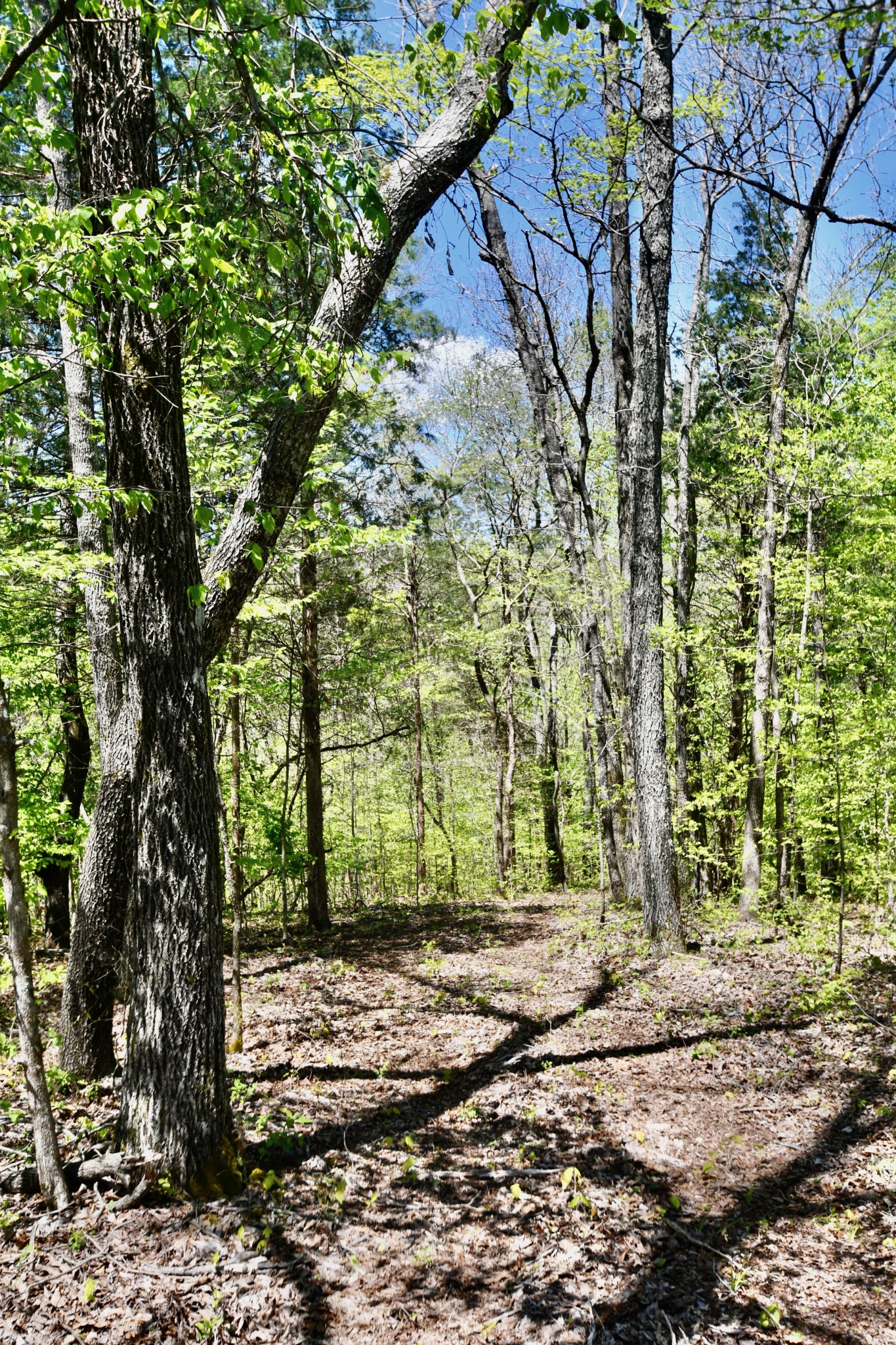 0 Cane Creek Road Hohenwald, TN 38462 - Photo 46 of 47 Gallery Image 46