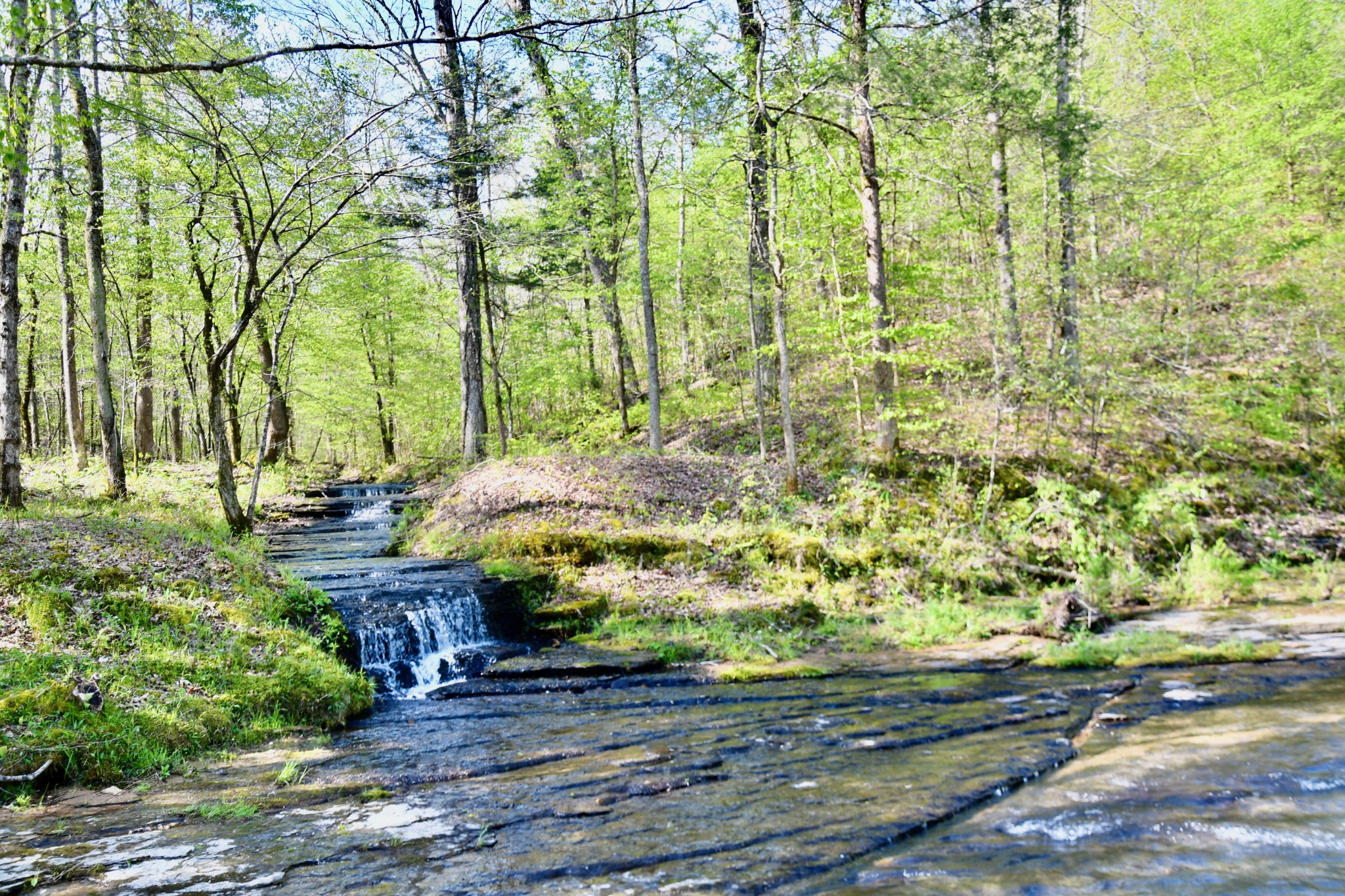 0 Cane Creek Road Hohenwald, TN 38462 - Photo 5 of 47 Gallery Image 5
