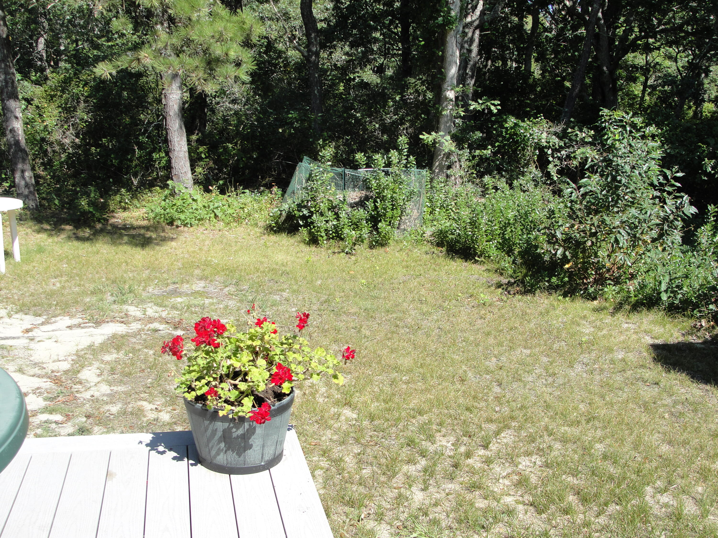 7 E Toms Path Dennis Port, MA 02639 - Photo 22 of 26 a view of a flower in a yard
