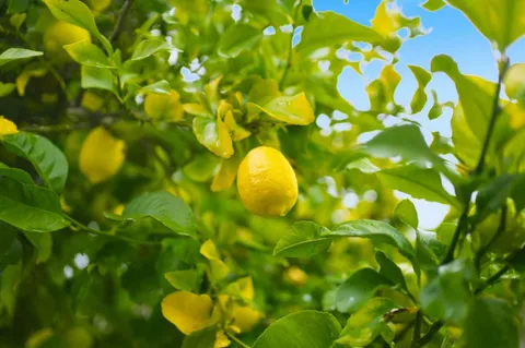 $1,398,000 | 847 San Luppe Drive, Mountain View, CA 94043