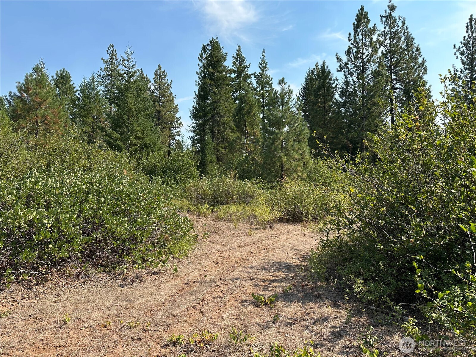2 Cedar Monument Road Goldendale, WA 98620 - Photo 5 of 5 a view of a forest with trees in the background