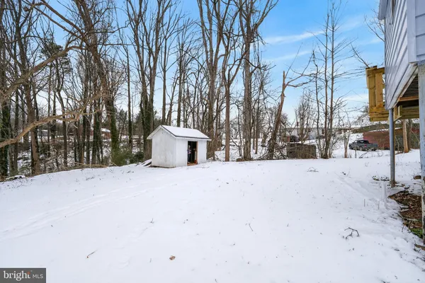 a road view with large trees