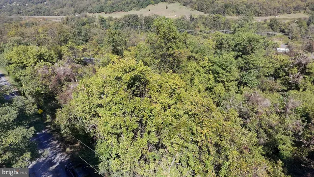 a view of a forest with a tree