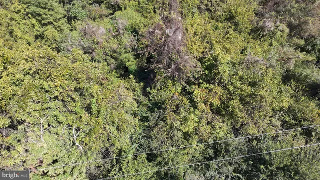 a view of a lush green forest with a tree