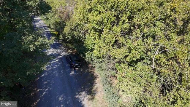 a view of a yard with plants and trees