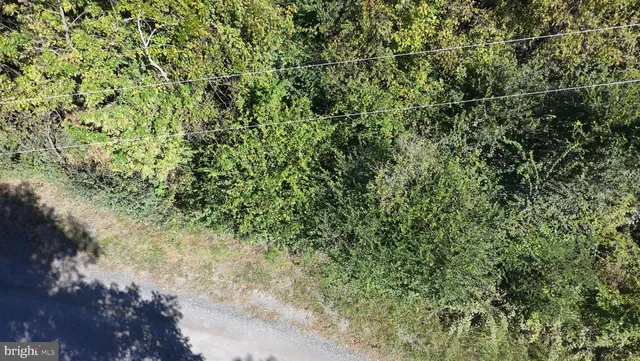 a view of a yard with a plant