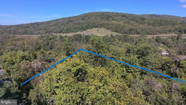 a view of a forest with a mountain