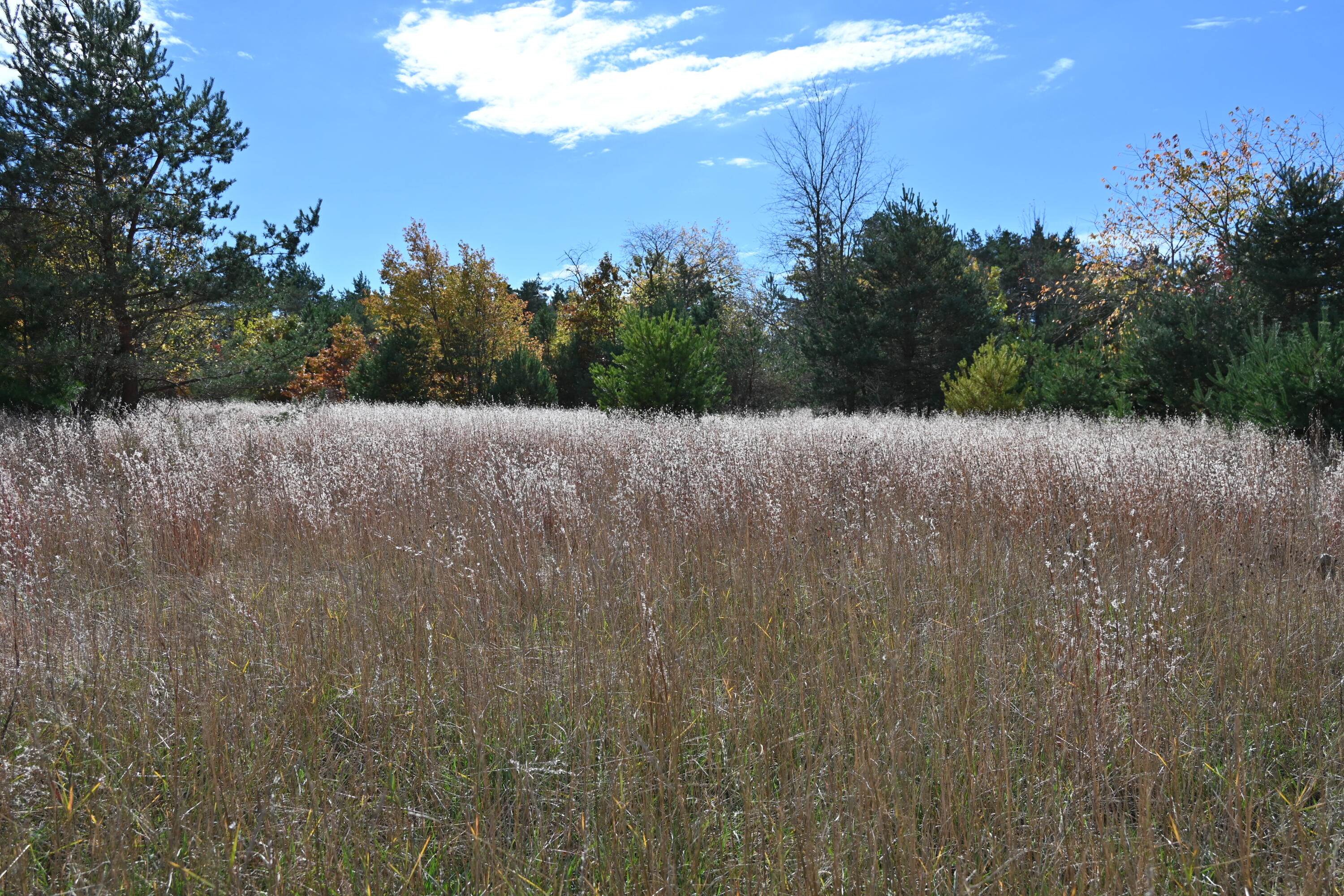 0 Motz Road Southwest Kalkaska, MI 49646 - Photo 3 of 5 DSC_0785