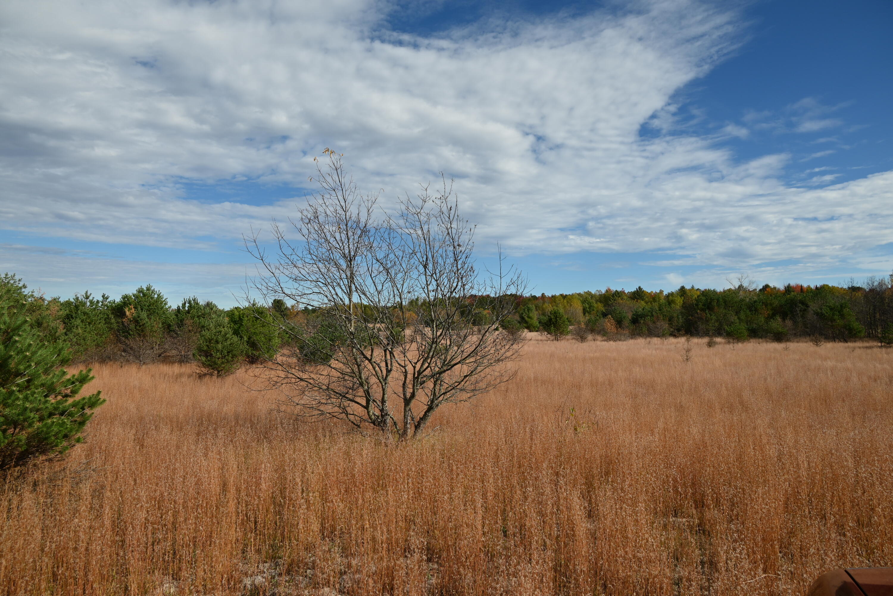 0 Motz Road Southwest Kalkaska, MI 49646 - Photo 5 of 5 DSC_0793