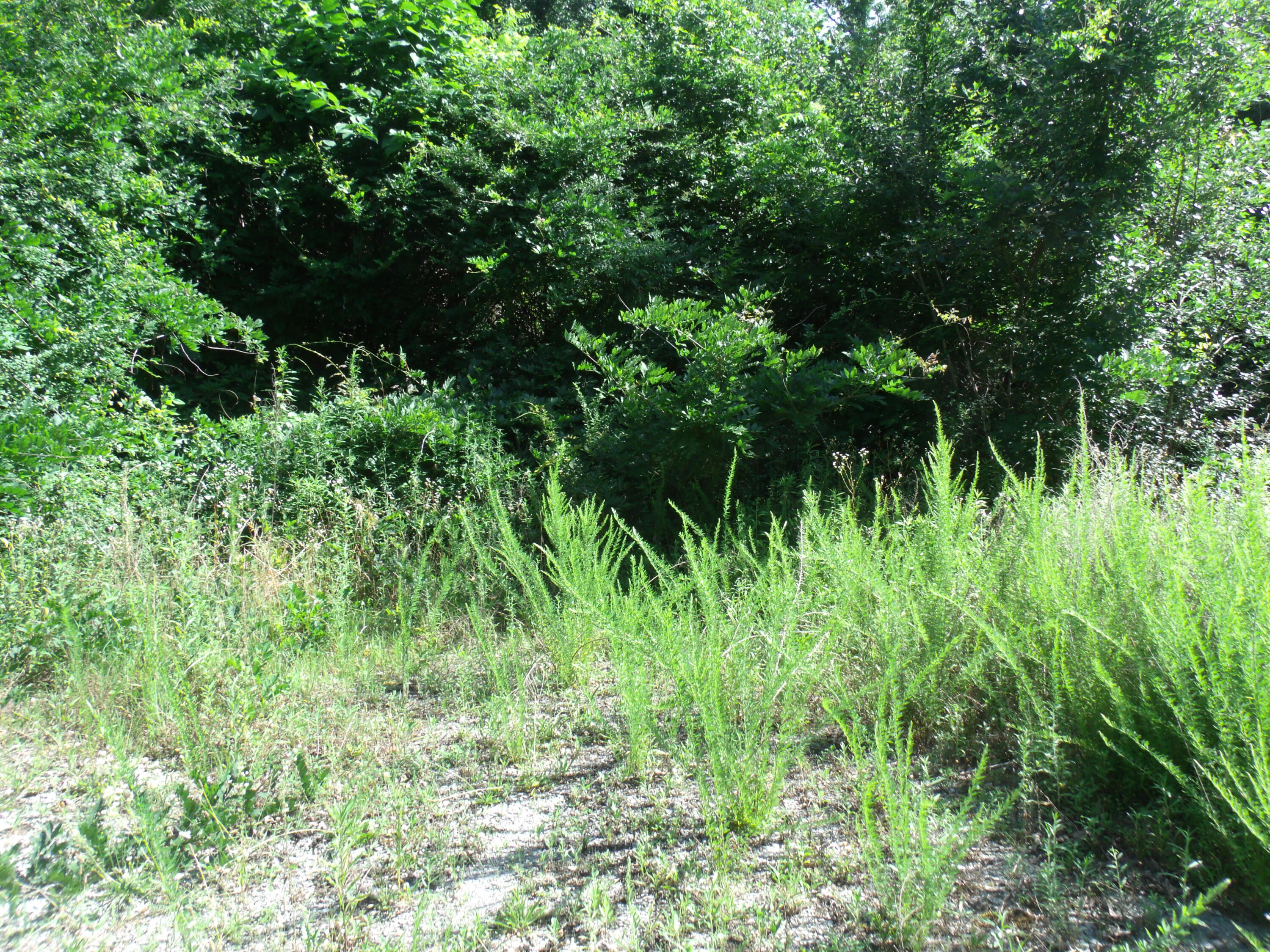 554 Flat Branch Road Tracy City, TN 37387 - Photo 4 of 4 GEDC0317