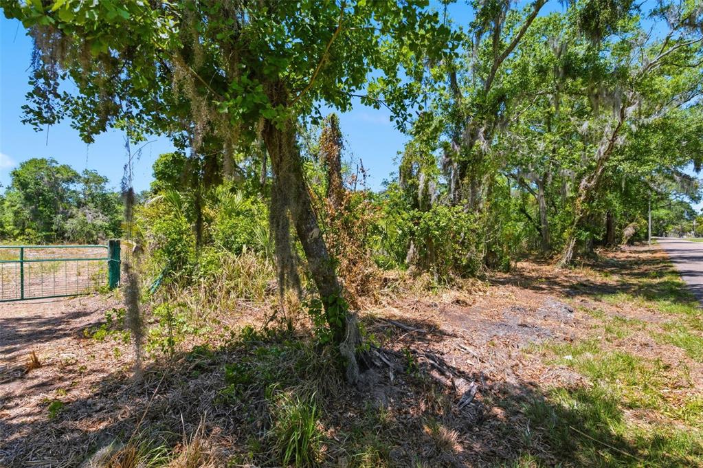 19084 Red Bird Lane, Unit LOT 1 Lithia, FL 33547 - Photo 5 of 21 a view of a yard with plants and trees