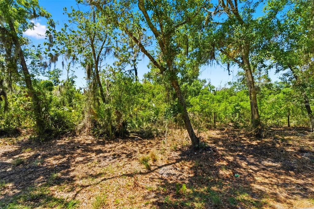 19084 Red Bird Lane, Unit LOT 1 Lithia, FL 33547 - Photo 6 of 21 a view of outdoor space and trees