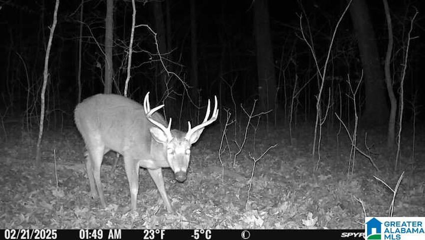 329-acres Ragan Chapel Road Ohatchee, AL 36271 - Photo 12 of 42 Gallery Image 12