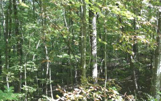 Lot 1 Fox Run Blue Ridge, GA 30513 - Photo 1 of 1 Main View