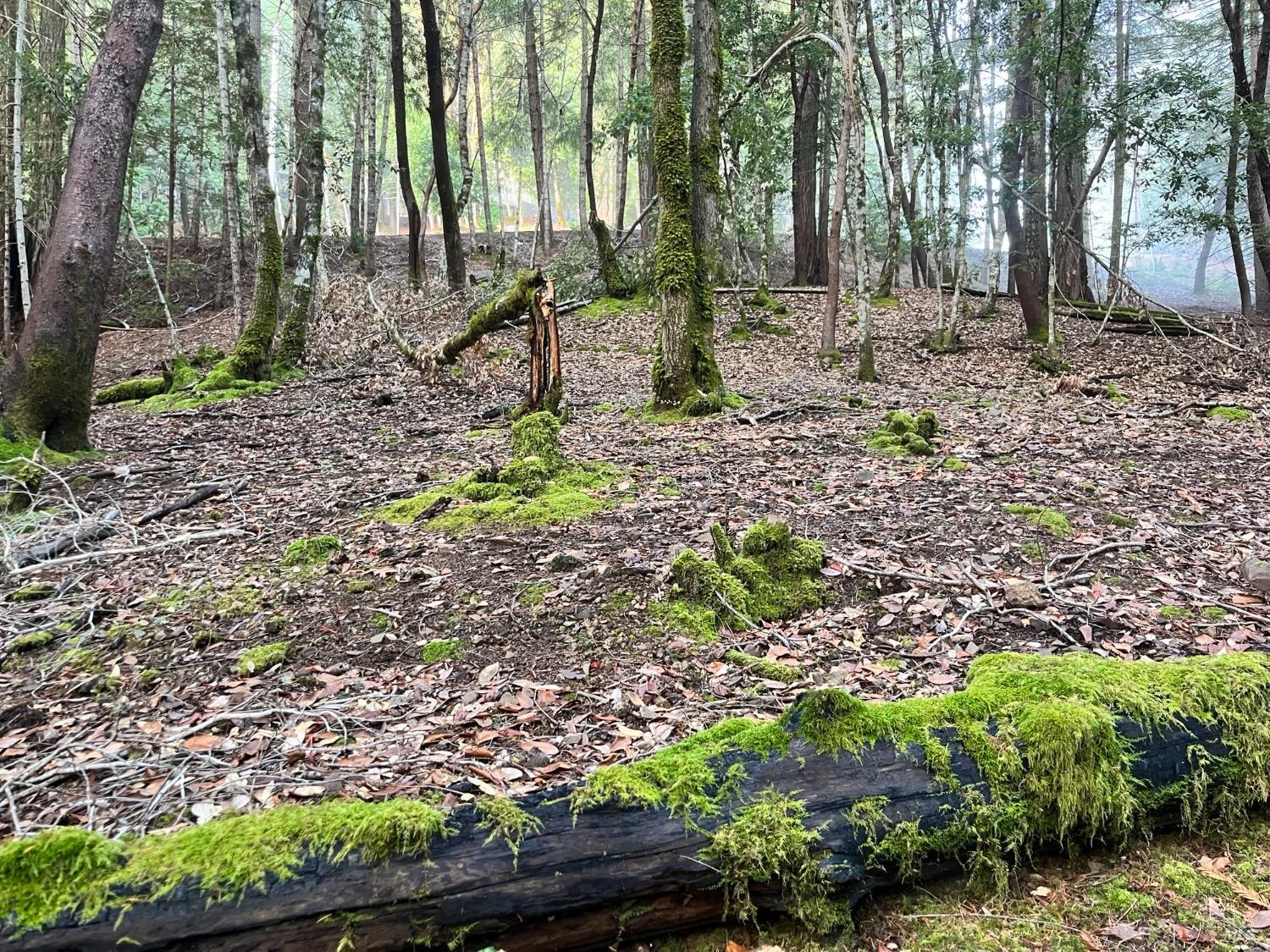 a backyard of a house with lots of green space