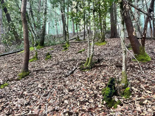 a view of a forest with trees