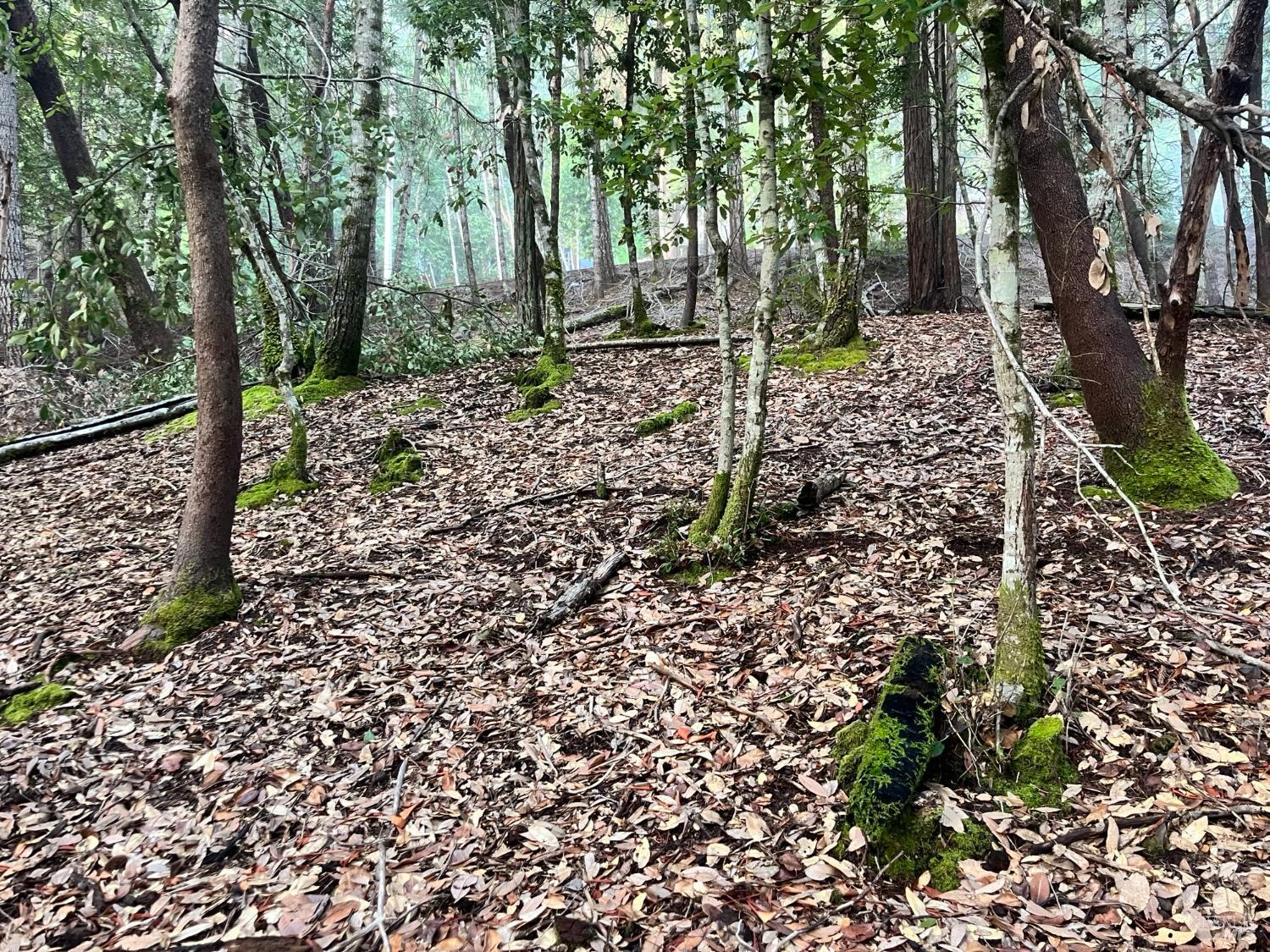 1451 Perch Way Willits, CA 95490 - Photo 2 of 6 a view of a forest with trees