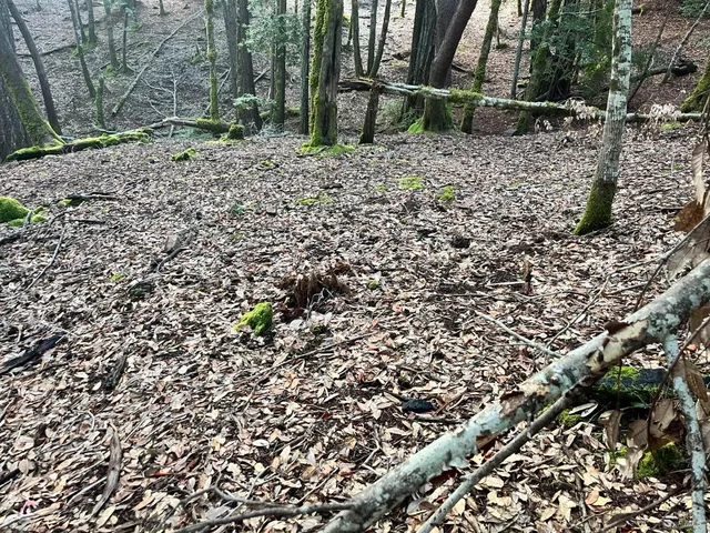 a view of a dry yard