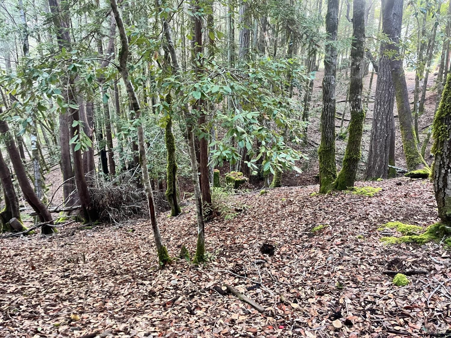 1451 Perch Way Willits, CA 95490 - Photo 4 of 6 a view of a forest filled with trees