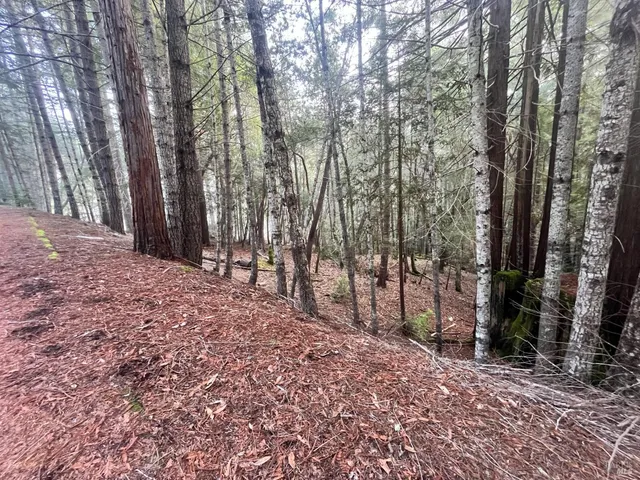 a view of outdoor space with trees