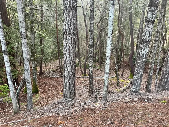 a view of a forest filled with trees