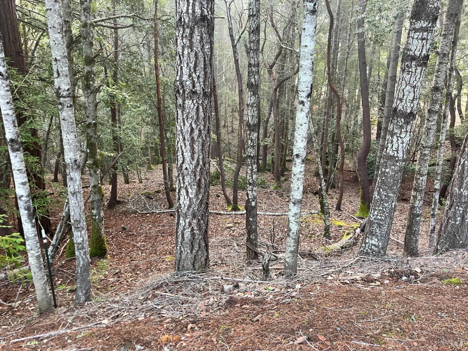 1451 Perch Way Willits, CA 95490 - Photo 6 of 6 a view of a forest filled with trees