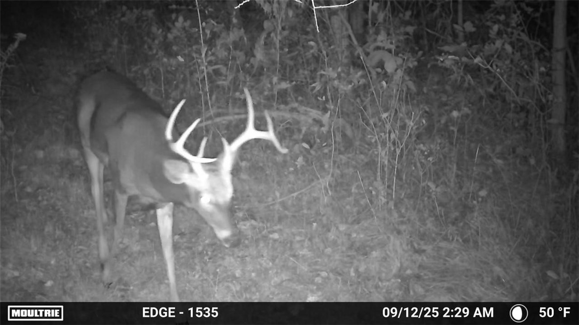 16126 Telegraph Road Murray, NY 14470 - Photo 50 of 50 Wildlife on property