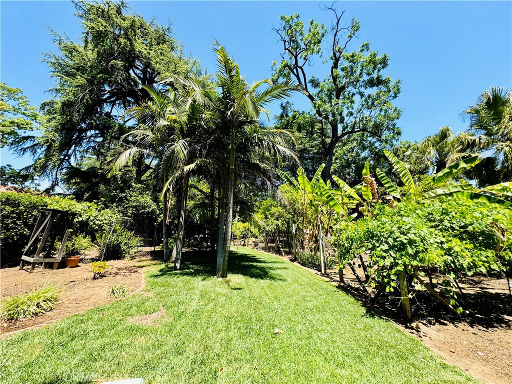 1777 La Cresta Drive Pasadena, CA 91103 - Photo 27 of 31 a view of backyard with tree