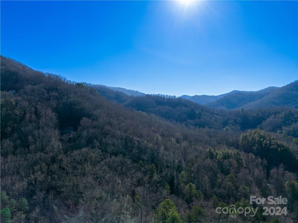 0 Early Deitz Road Sylva, NC 28779 - Photo 8 of 8 a view of a lush green forest with lots of bushes