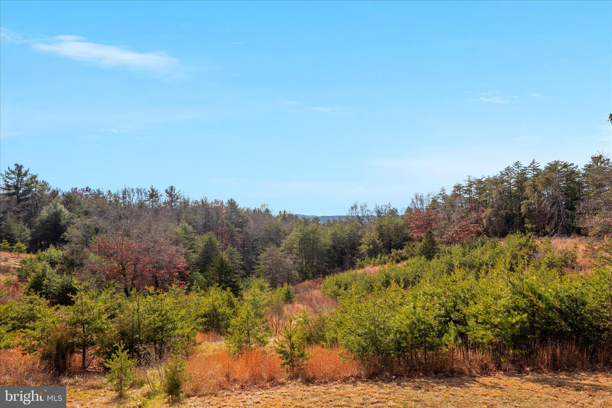882 Liberty Furnace Road Edinburg, VA 22824 - Photo 45 of 47 a view of a forest with trees in the background