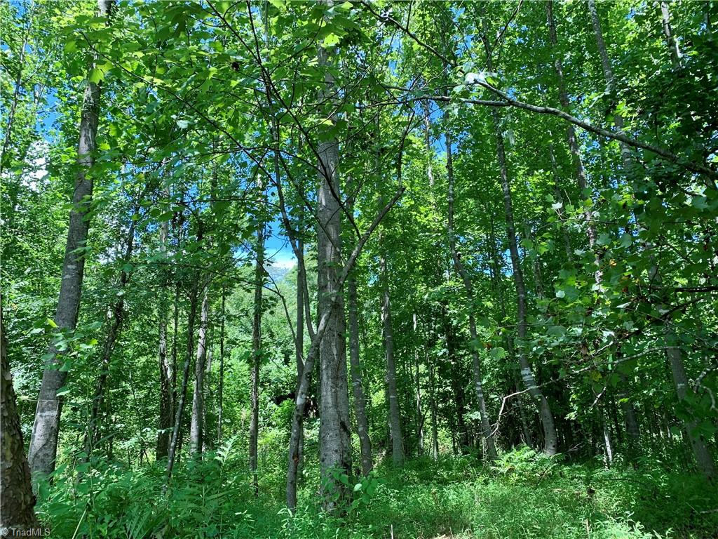 2079 Phillips Road Sandy Ridge, NC 27046 - Photo 13 of 50 Old Field Bottomland Hardwood Forest