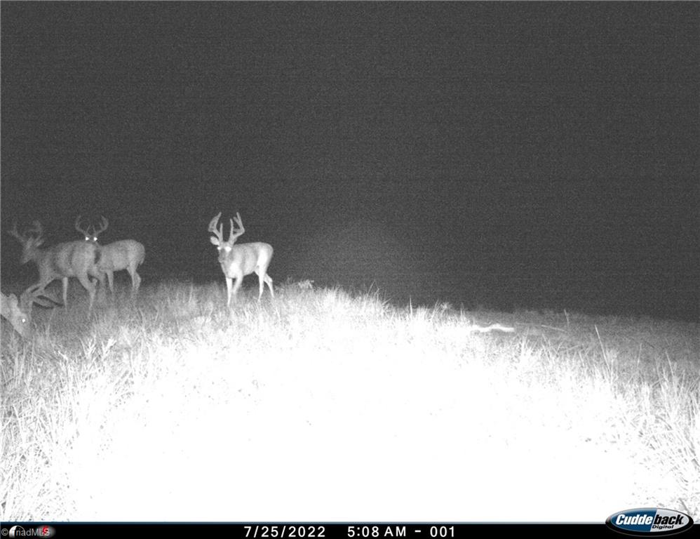2079 Phillips Road Sandy Ridge, NC 27046 - Photo 42 of 50 Summertime trail cam pictures, total of 4 mature bucks from 2 weeks and 3 cameras