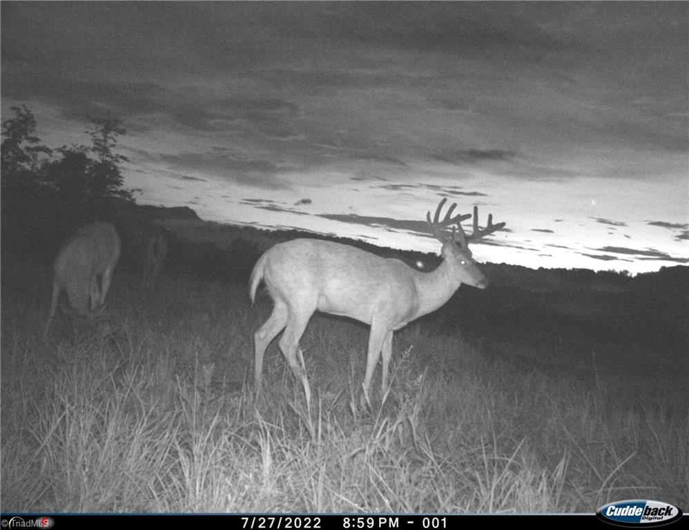 2079 Phillips Road Sandy Ridge, NC 27046 - Photo 44 of 50 Summertime trail cam pictures, total of 4 mature bucks from 2 weeks and 3 cameras