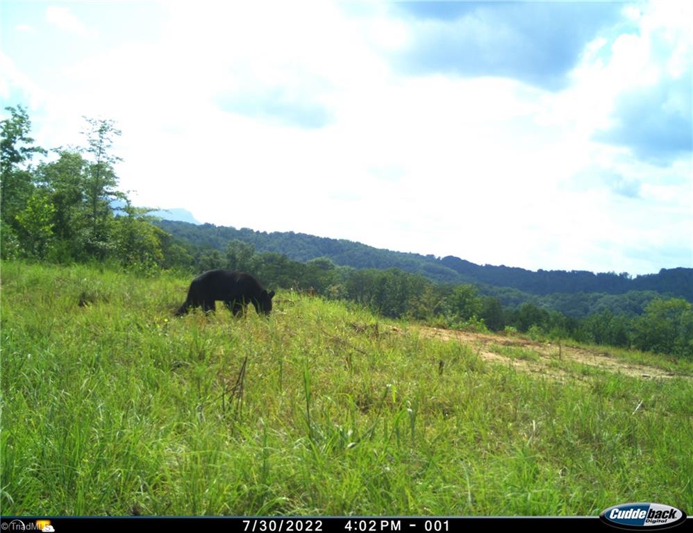 2079 Phillips Road Sandy Ridge, NC 27046 - Photo 45 of 50 Summertime trail cam picture, 1 black bear
