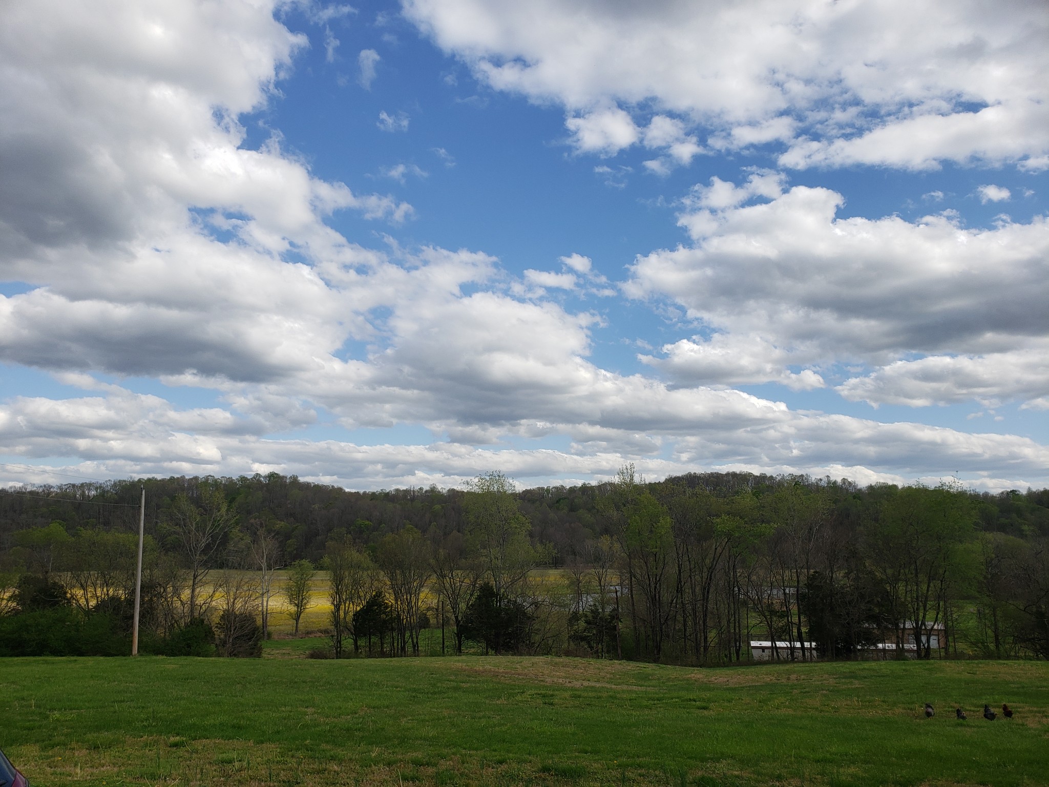 1644 West Blue Creek Road Waverly, TN 37185 - Photo 51 of 61 a view of a big yard with big trees