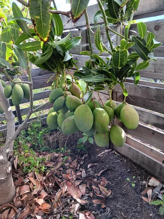 a view of a yard with plants and lots of trees