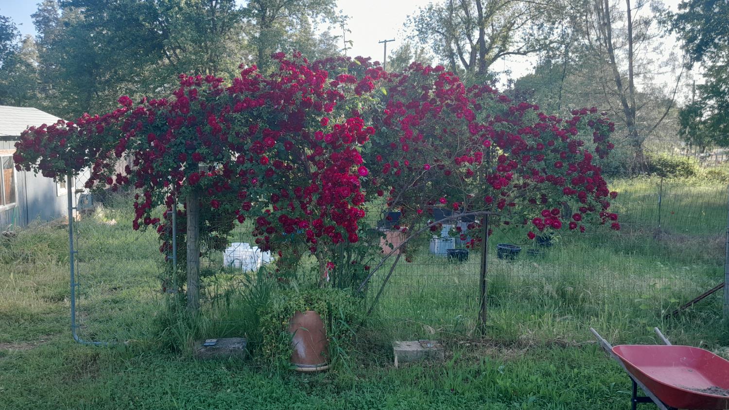 10410 Valley Drive Rough and Ready, CA 95975 - Photo 31 of 31 a view of a flower arrangement in a garden