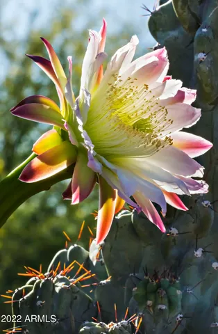 $3,475,000 | 40858 North 109th Place, Scottsdale, AZ 85262