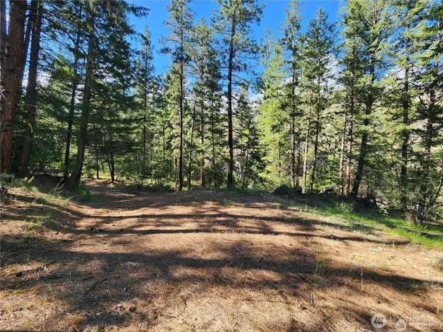 a view of a yard with plants and a trees