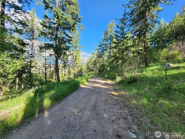 a view of a forest with trees in the background